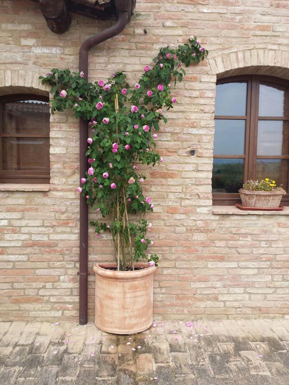 Agriturismo San Pierino Монтероні-д'Арбія Екстер'єр фото